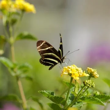Black and yellow butterfly on a yellow flower Stock Photos