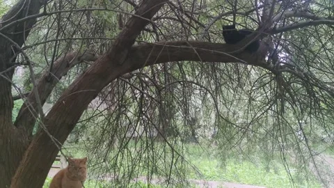 A black and a yellow cat on the tree 動画素材 240958091