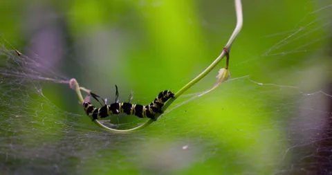 Black and Yellow Caterpillar on Leaf with Spider Web in Sinharaja Rainforest Sri Stock Footage 330452551