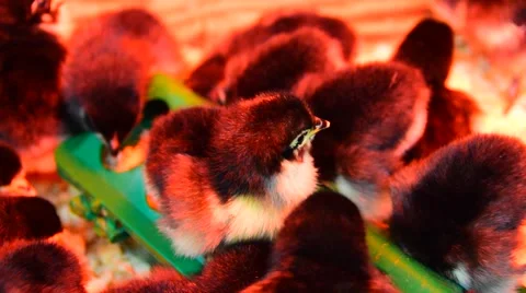 No Black Chicks Stock Videos – Royalty-Free HD & 4K Videos