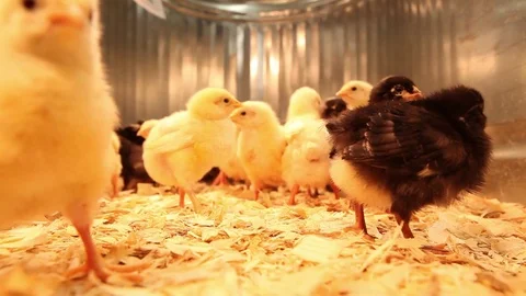 Black and Yellow chicks running around under heat lamp Stock Footage 77697459