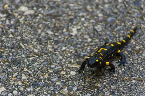 Black and yellow fire salamander on a road Stock Photos