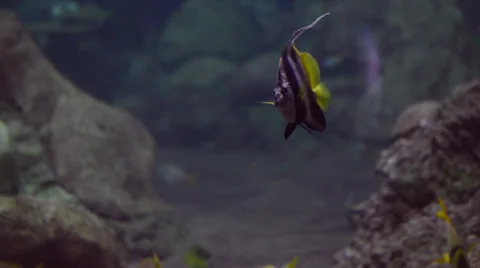 Black and yellow fish Stock Footage 32480927