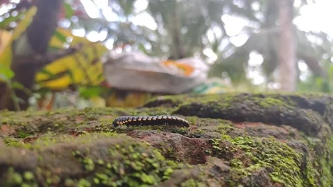 The black and yellow flat millipede Stock Footage 163574607
