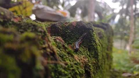 The black and yellow flat millipede Stock Footage 163574615