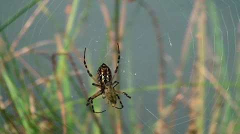 Black and yellow garden spider wrapping his food Stock Footage 30128131