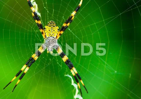 Black and yellow garden spider Stock-Fotos