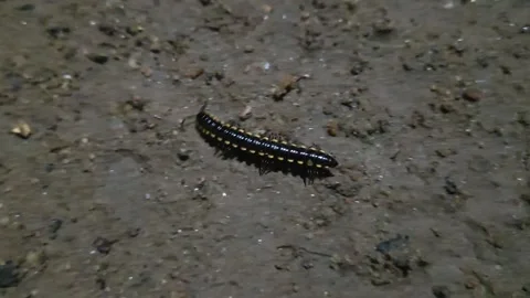 Black and Yellow Millipede Crawling on Soil at Night. Stock Footage 322170500