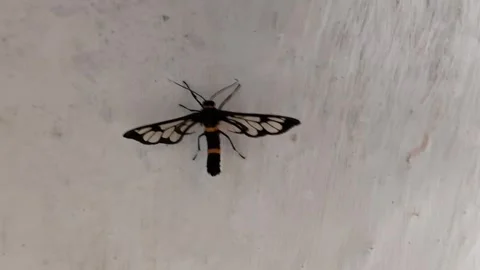 Black and yellow moth with transparent patterned wings resting on a textured wal Stock Footage 335272727