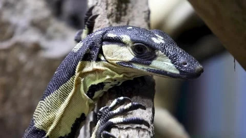 Black and yellow patterned lizard climbing on a tree branch Stock Footage 332877956