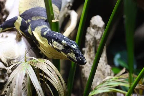 Black and yellow patterned python resting on a branch surrounded by green f.. 스톡 사진