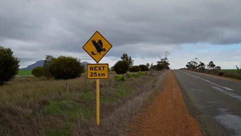 Black and yellow road warning sign, with parrot or cockatoo. Stock Footage 318232702