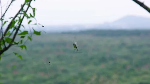 Black and yellow spider in web jeju island south korea slow motion Stock Footage 229424408