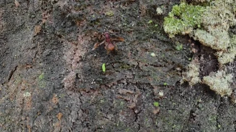 The black and yellow striped wasp walks crawling on a dry tree Stock Footage 239591453