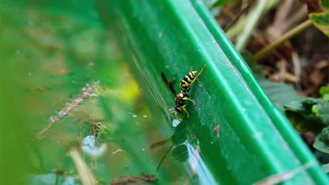 Black and yellow wasp drinking water leaning on the wall of a green plastic.. Stock Footage 281245434