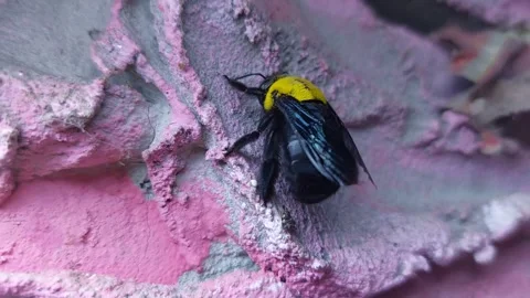 A black and yellow wasp flew and clung to the pink wall.a beautiful contrasting Stock Footage 257514819