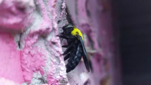 A black and yellow wasp flew and clung to the pink wall Stock Footage 257514988