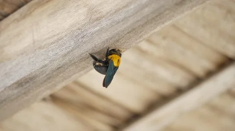 Black and yellow wasp making hole in a wood Vídeos de archivo 62607355