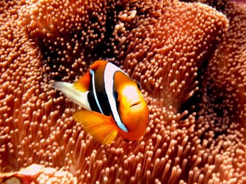 Black anemone fish Stock Photos