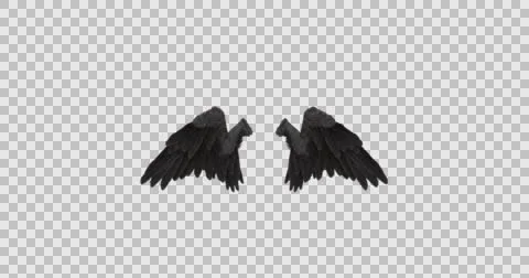 Black angel wings with an alpha channel Stock Footage