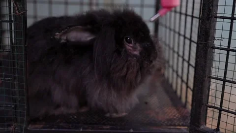 Black Angora rabbit in cage 스톡 동영상 299365593