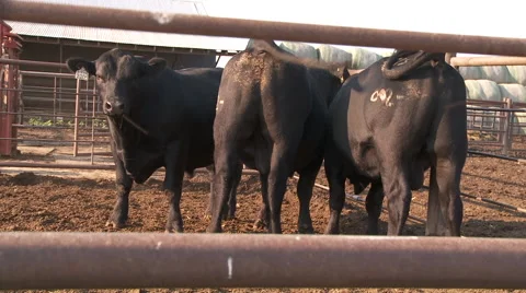 Black Angus 4 Stock Footage 57216139