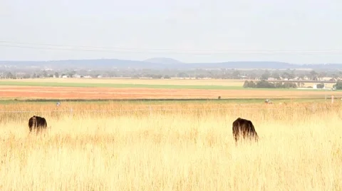 Black angus beef cattle darling downs australia  Video stock 49869096