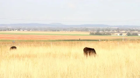 Black angus beef cattle darling downs australia  Stock Footage 49869151