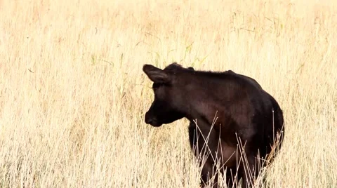 Black angus beef cattle darling downs Australia Video stock 49869256