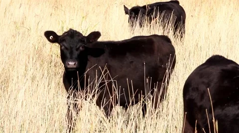 Black angus beef cattle darling downs australia Stock Footage 49869446