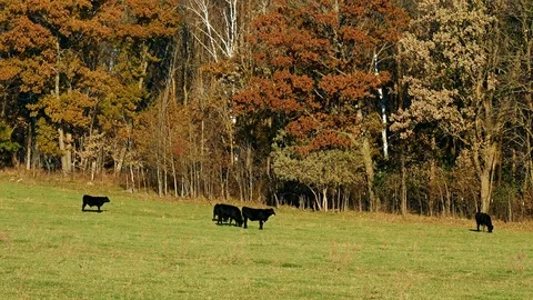 Black Angus Beef Cattle grazing in pasture on sunny autumn day Stock Footage 98160945