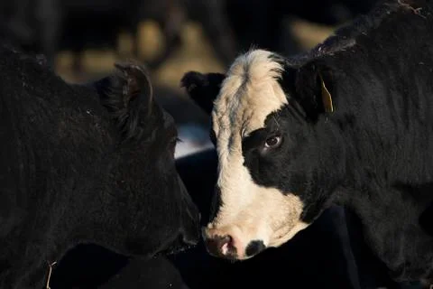 Black Angus Beef Cattle Stock Photos