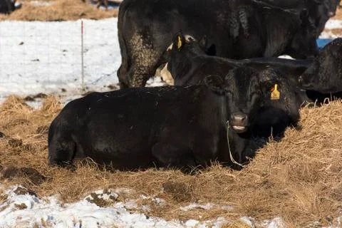 Black Angus Beef Cattle Stock Photos