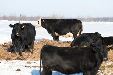 Black Angus Beef Cattle Stock Photos