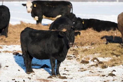 Black Angus Beef Cattle Stock Photos