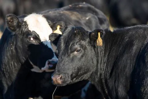 Black Angus Beef Cattle Stock Photos