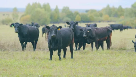 Black angus beef cow. Cow on a green summer pasture. Black cows stand grazing on Stock Footage 240848705