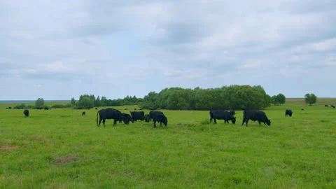Black angus beef cow. Cow on a green summer pasture. Black cows stand grazing on Stock Footage 262971503