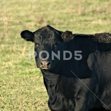 Black Angus Beef Cow - one animal grazing in pasture Stock Photos