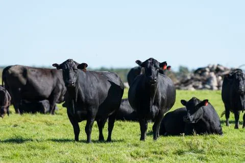 Black Angus Beef Cows Stock-Fotos