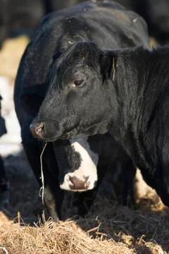Black Angus Beef Cows Stock Photos