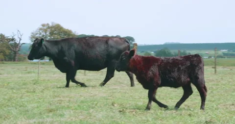 Black Angus with calf Vídeo Stock 140470343