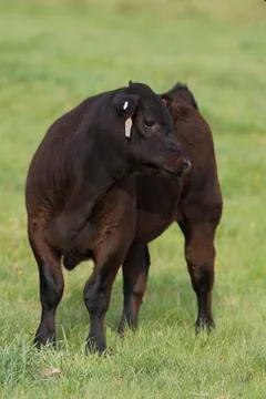 Black Angus Calf Stock Photos