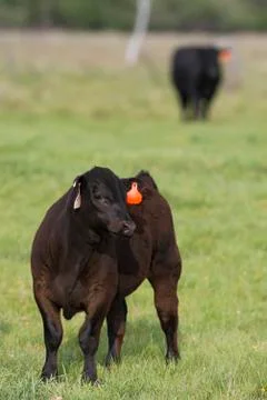 Black Angus Calf Stock Photos