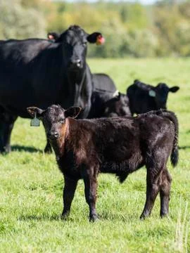Black Angus Calf Stock Photos