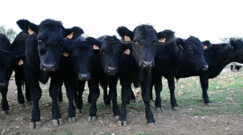 Black angus calfs looking curious Stock Footage 45126561
