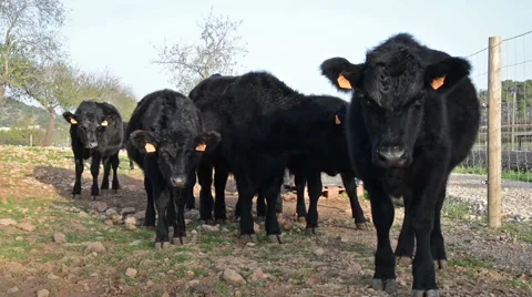 Black angus calfs looking curious Stock Footage 45126583