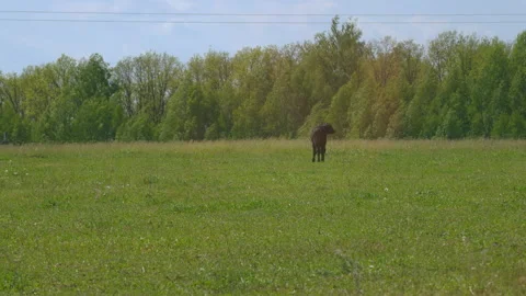 Black Angus Cattle Cows Grazing On Farmland. Cows Grazing On A Green Summer Stock Footage 276611550