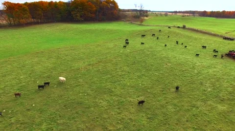 Black Angus cattle grazing in picturesque autumn pasture Stock Footage