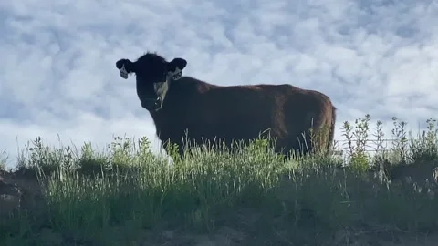 A Black Angus cow on the banks of the Missouri River Stock Footage